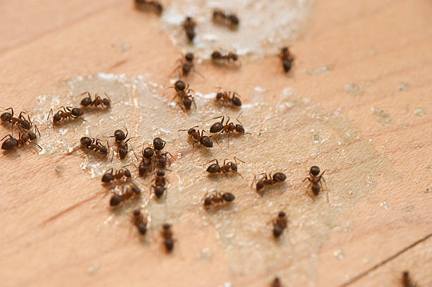  Whitwell, TN Pest Control Pros
