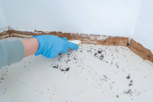 Flea Control Services in Whitwell, TN